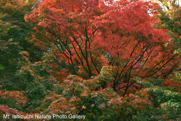 kyoto (011)